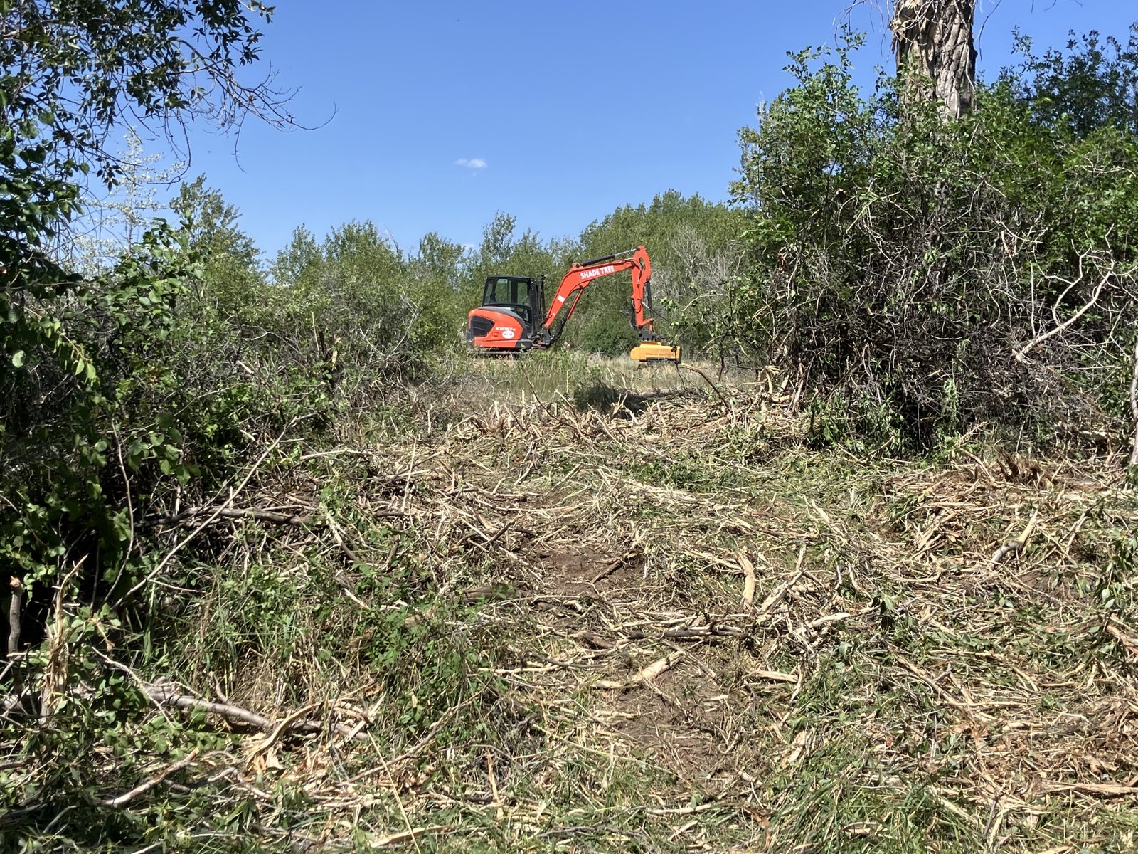 Forestry mulcher clearing brush