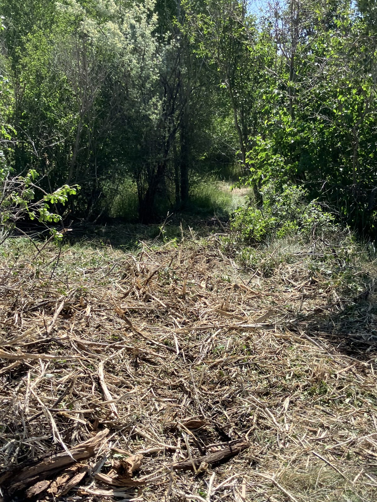Finished mulch mat bordering trees